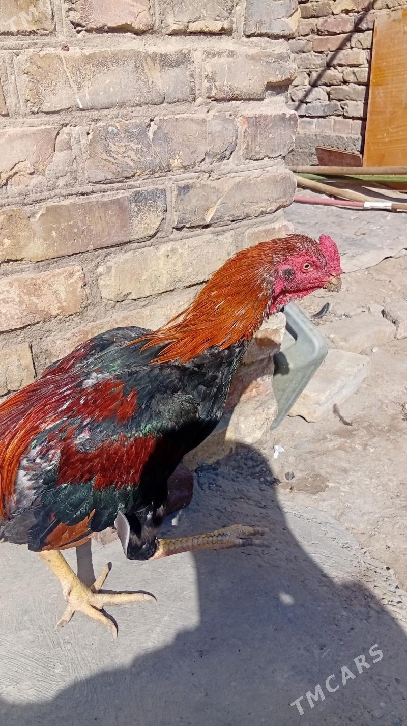 байтсовы horaz - Туркменабат - img 2