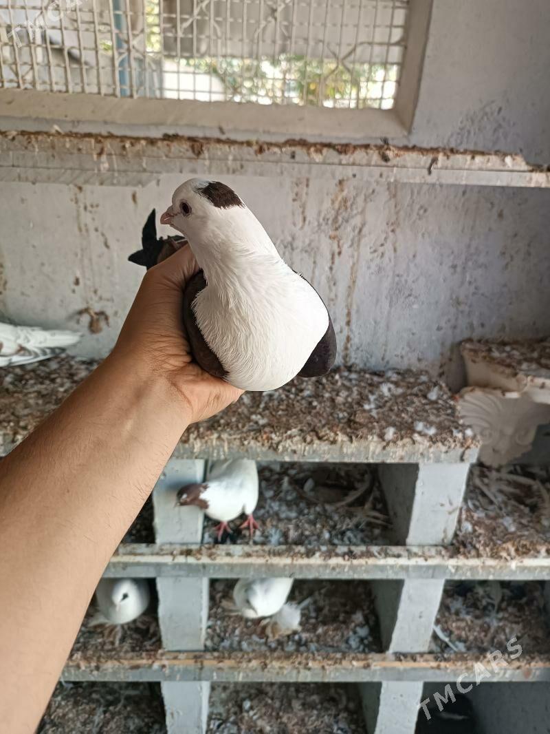 kepderi - Ашхабад - img 2