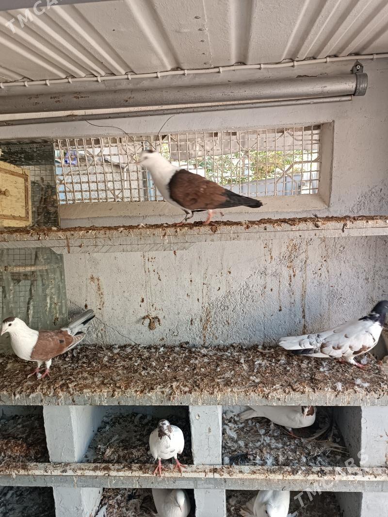 kepderi - Ашхабад - img 3