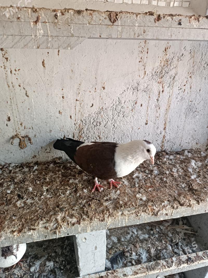 kepderi - Ашхабад - img 1