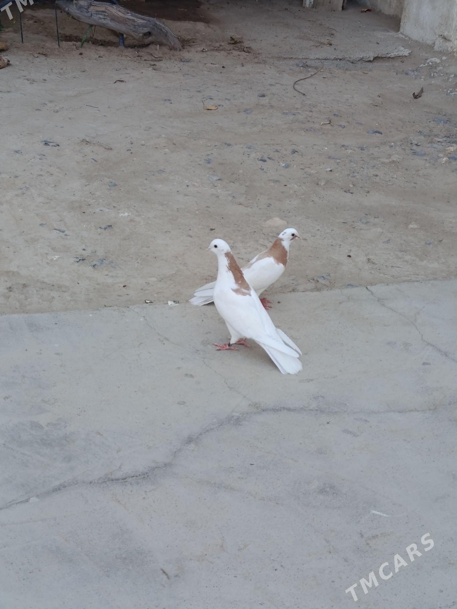 kepderi - Gyzylarbat - img 4