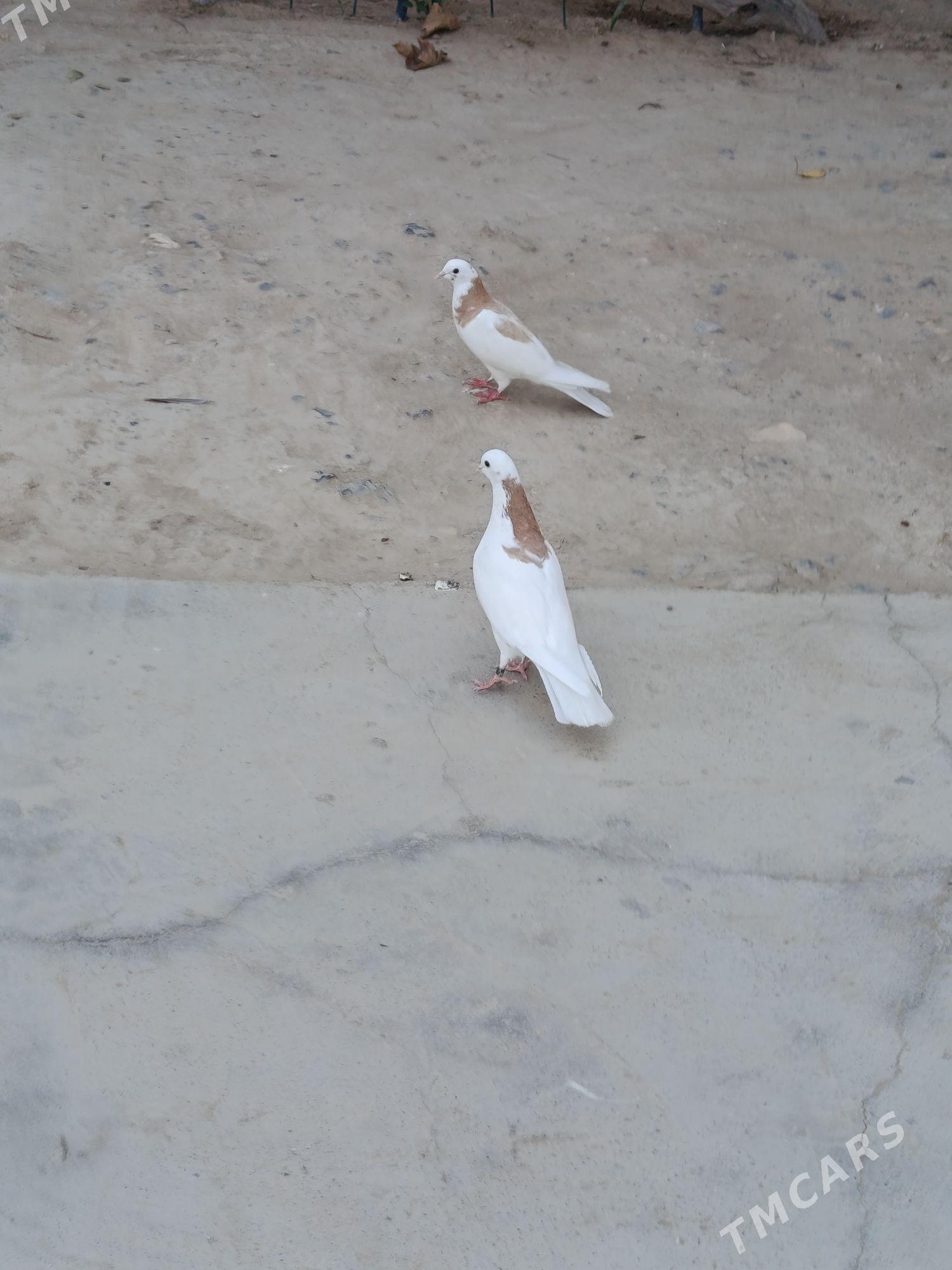 kepderi - Gyzylarbat - img 2