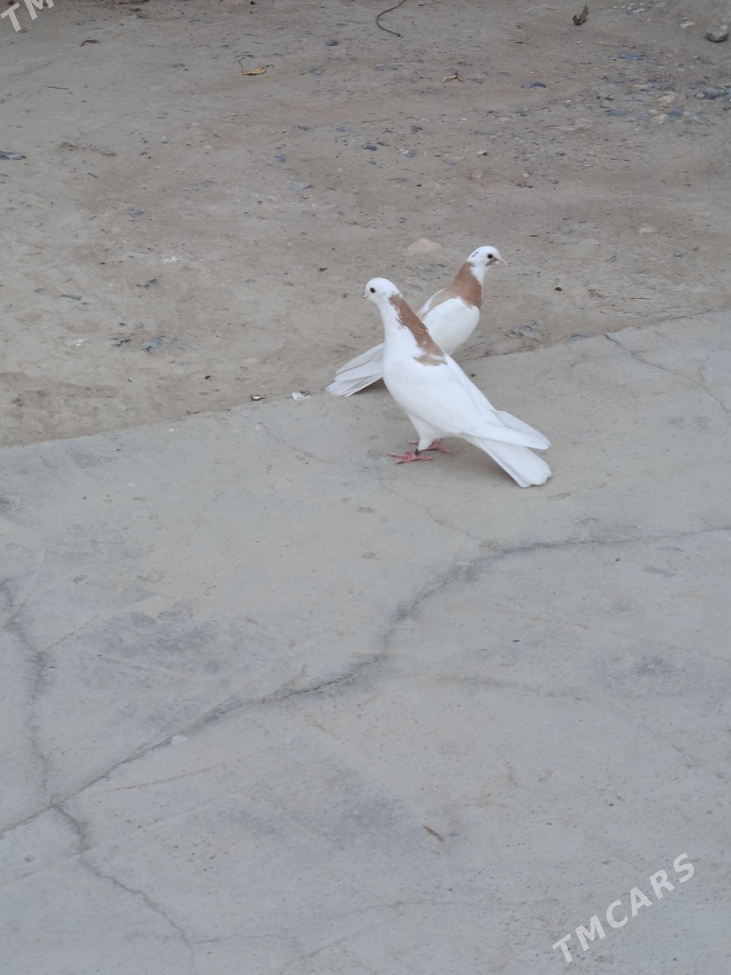 kepderi - Gyzylarbat - img 5