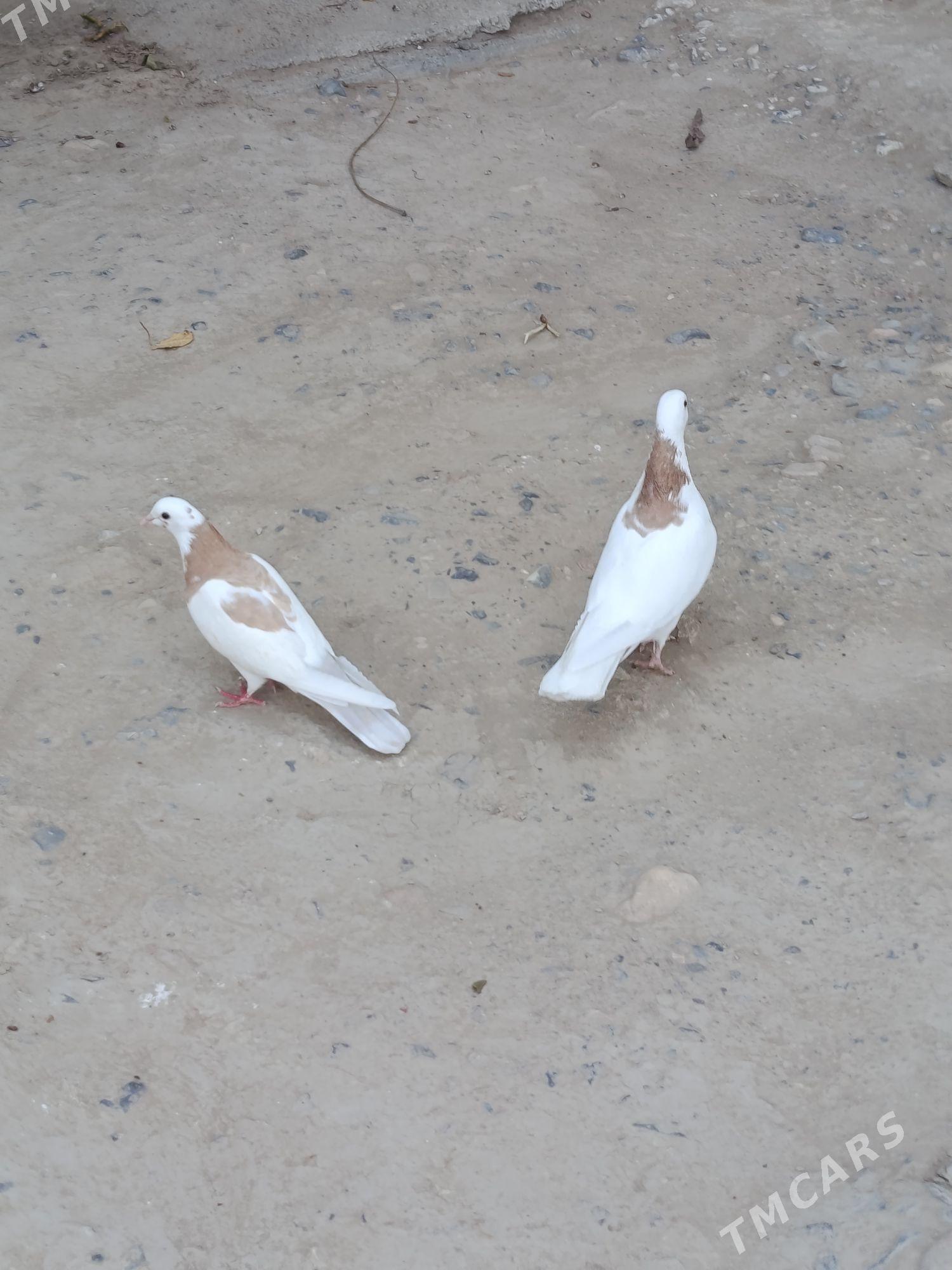 kepderi - Gyzylarbat - img 3