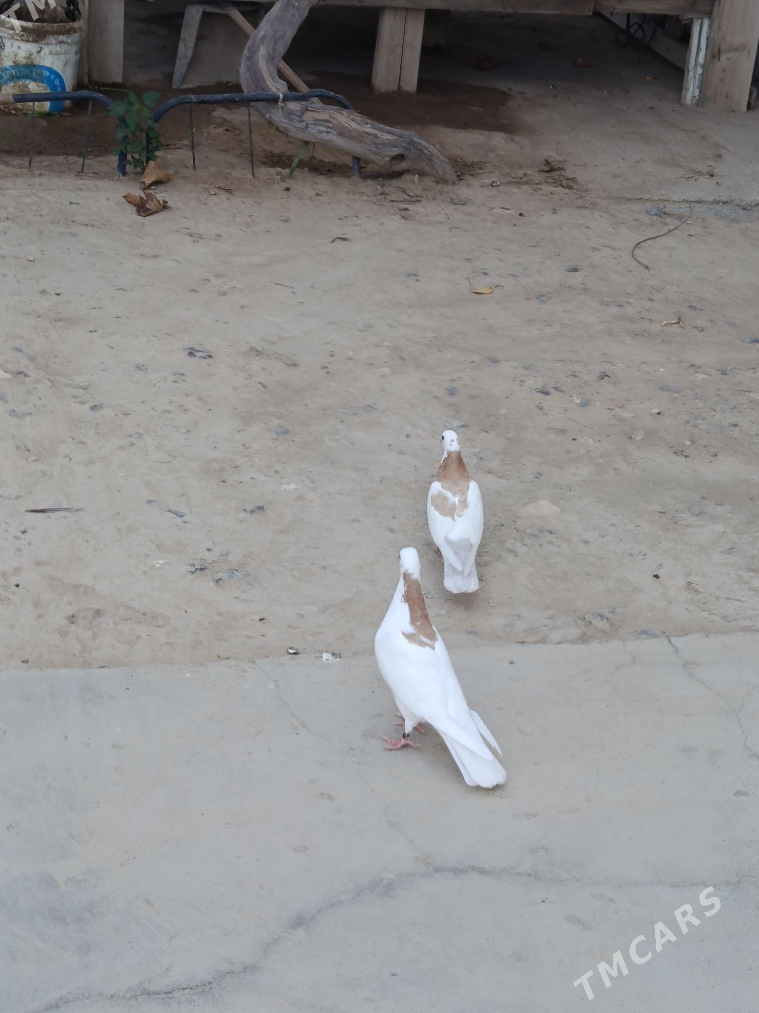 kepderi - Gyzylarbat - img 1