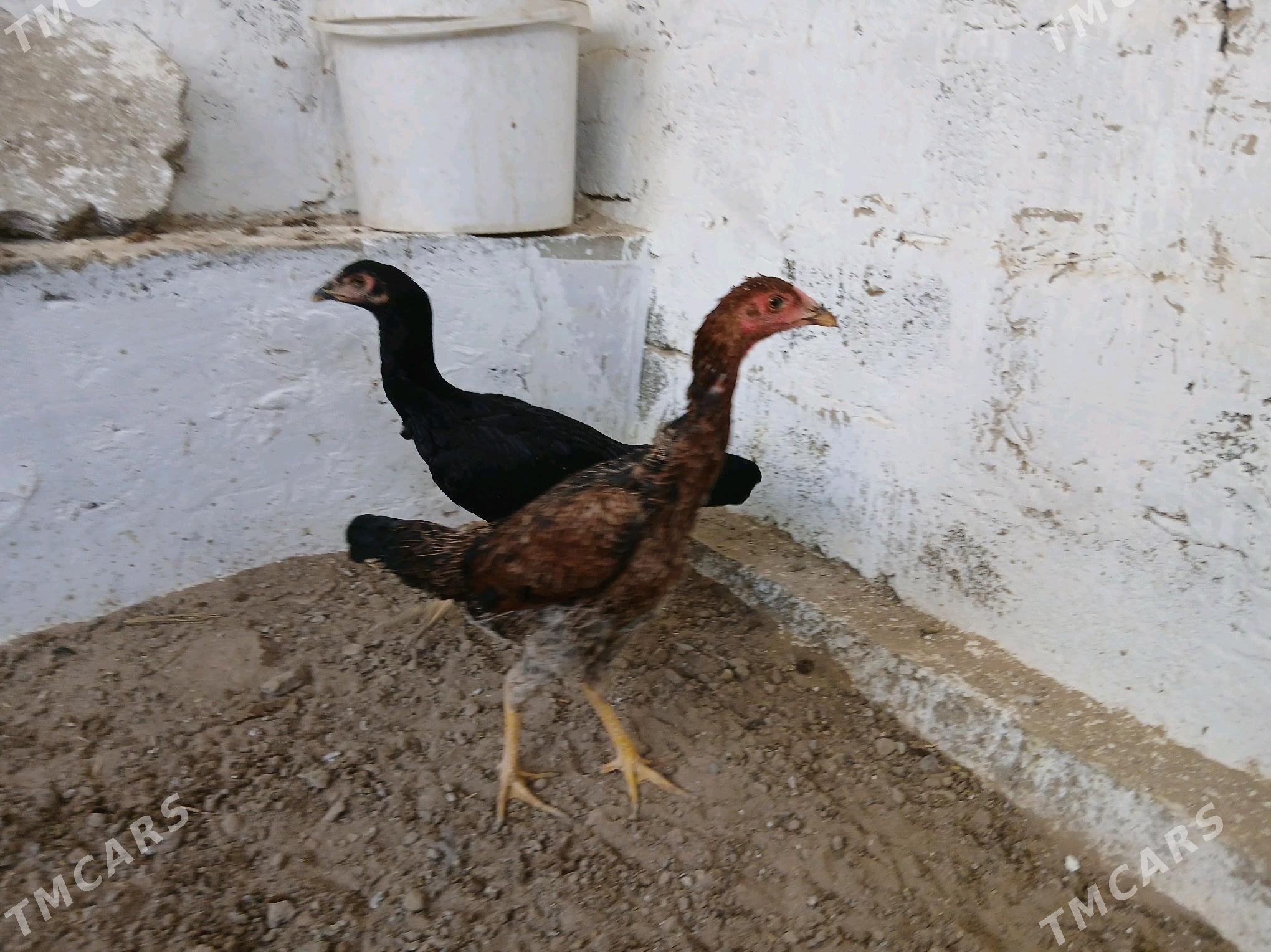 Horaz - Gökje - img 1