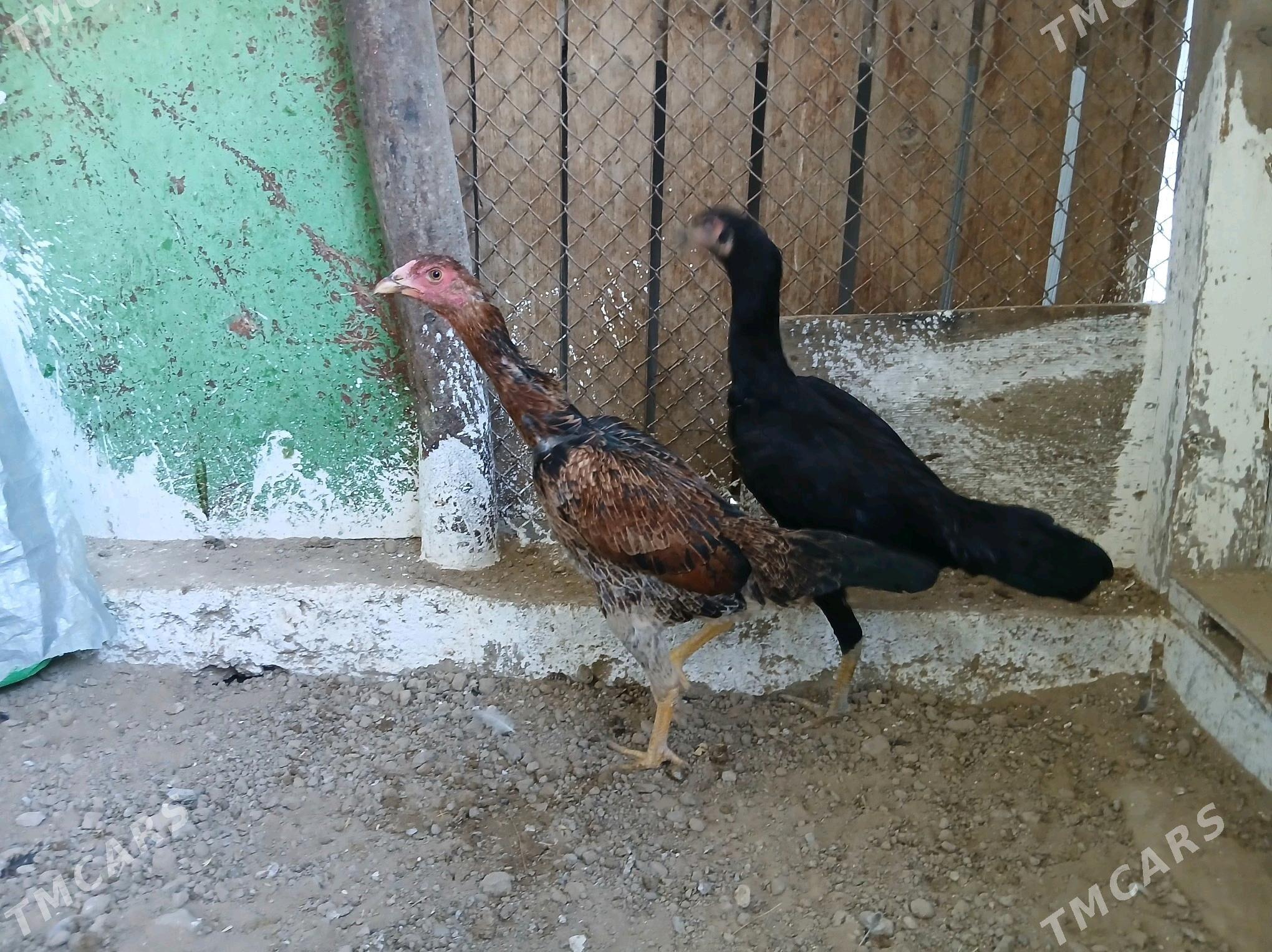 Horaz - Gökje - img 2