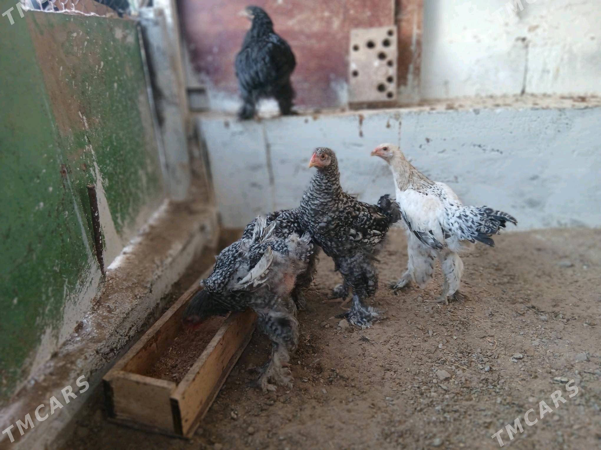 brama - Gökje - img 4