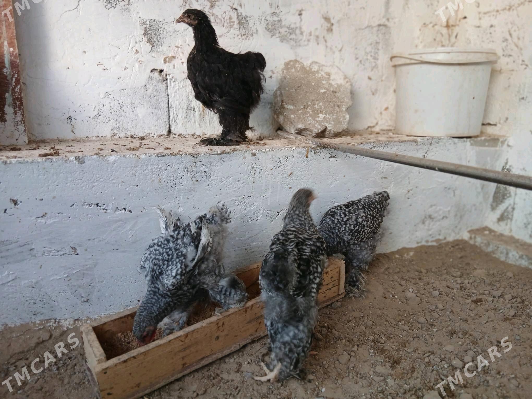 brama - Gökje - img 2