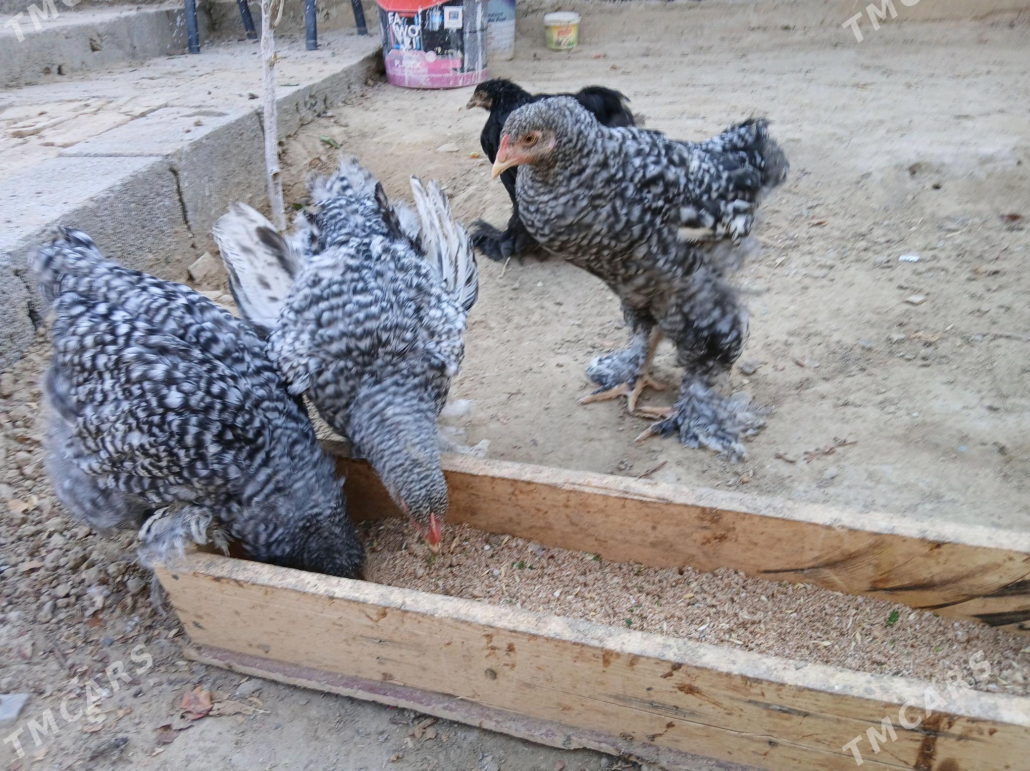 brama - Gökje - img 1