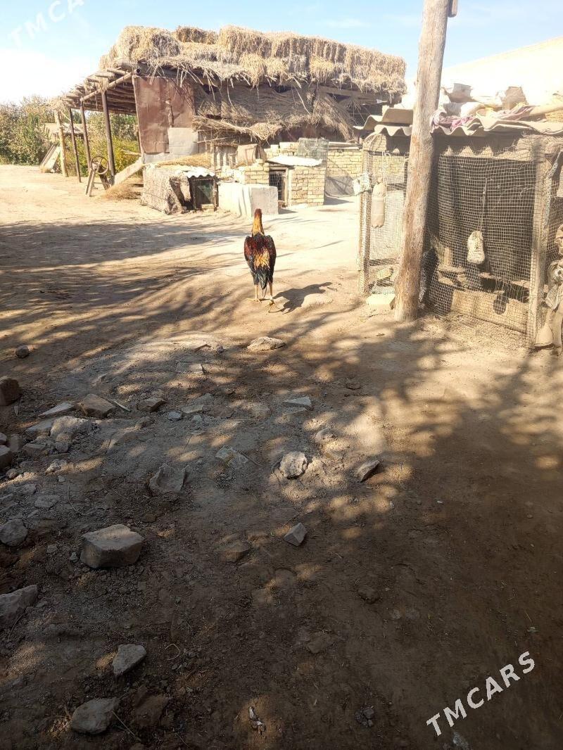 Baysol juje - Чарджоу - img 1