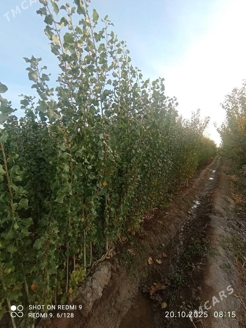 durli gornushli nahallar - Гурбансолтан Едже - img 9