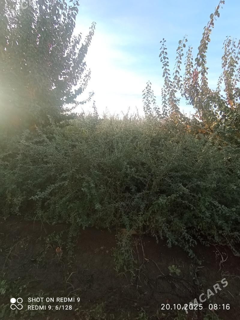 durli gornushli nahallar - Гурбансолтан Едже - img 10