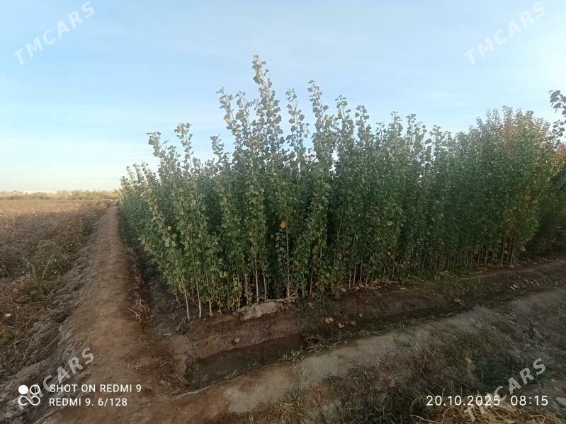 durli gornushli nahallar - Гурбансолтан Едже - img 2