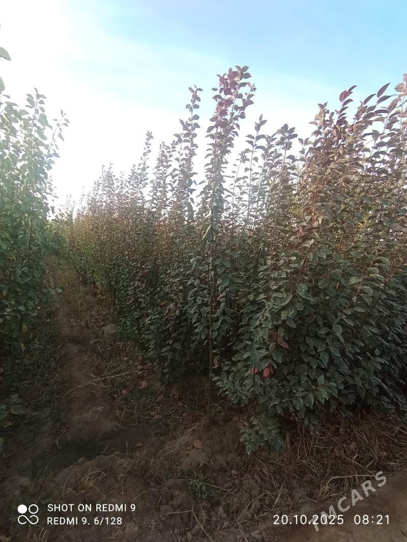 durli gornushli nahallar - Гурбансолтан Едже - img 6