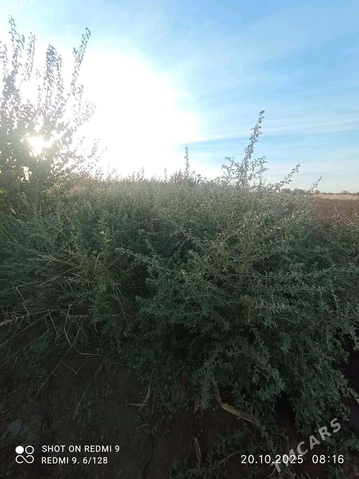 durli gornushli nahallar - Гурбансолтан Едже - img 5