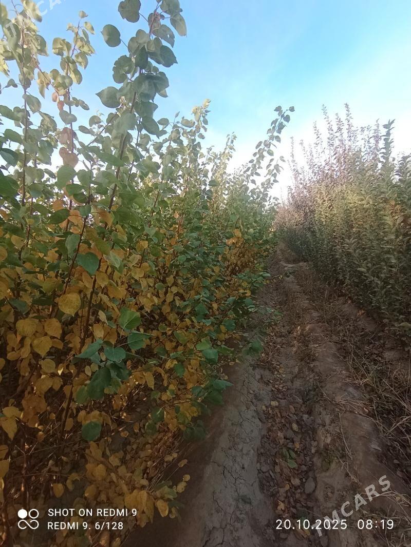 durli gornushli nahallar - Гурбансолтан Едже - img 3