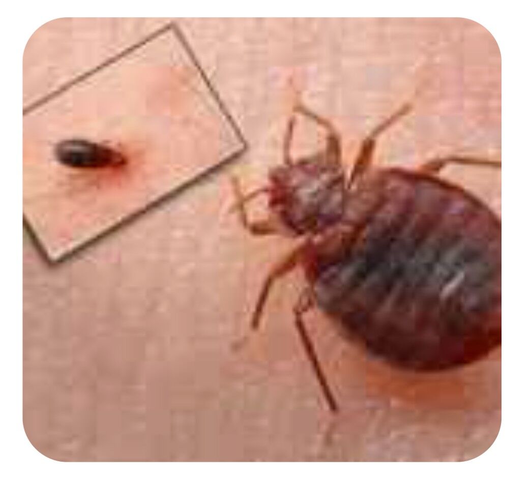 Arassacylyk isi Tagtabite gars - Aşgabat - img 5