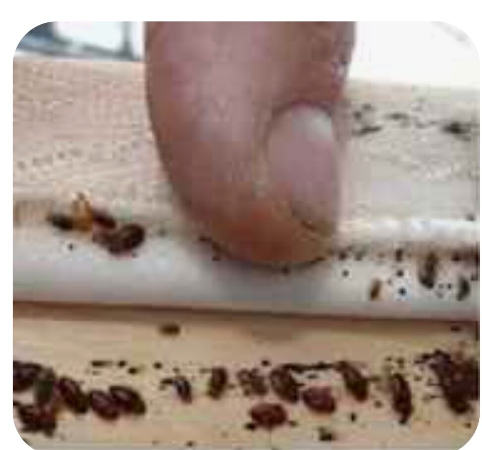 Arassacylyk isi Tagtabite gars - Aşgabat - img 4