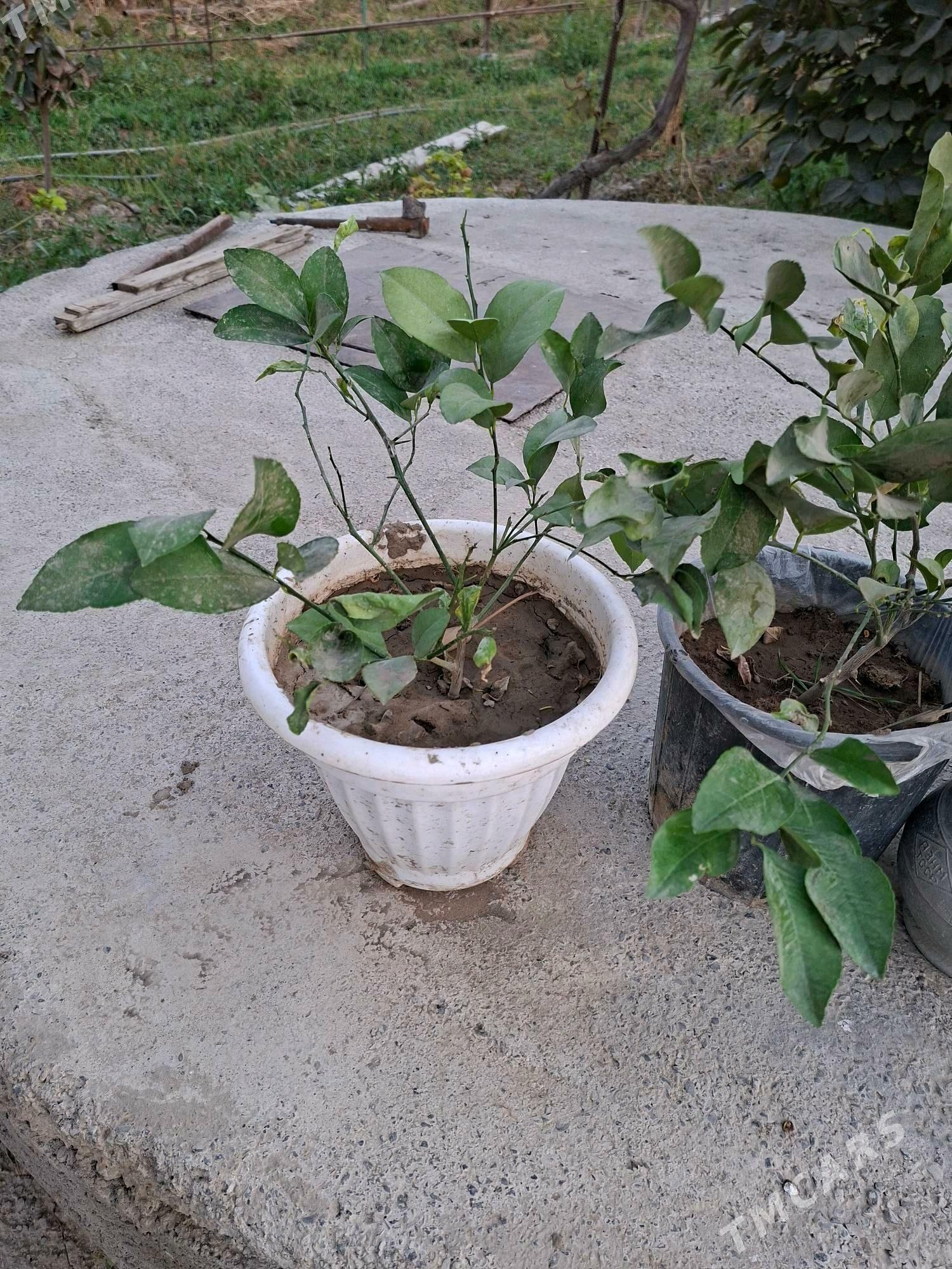 Limon sitil - Gökdepe - img 1
