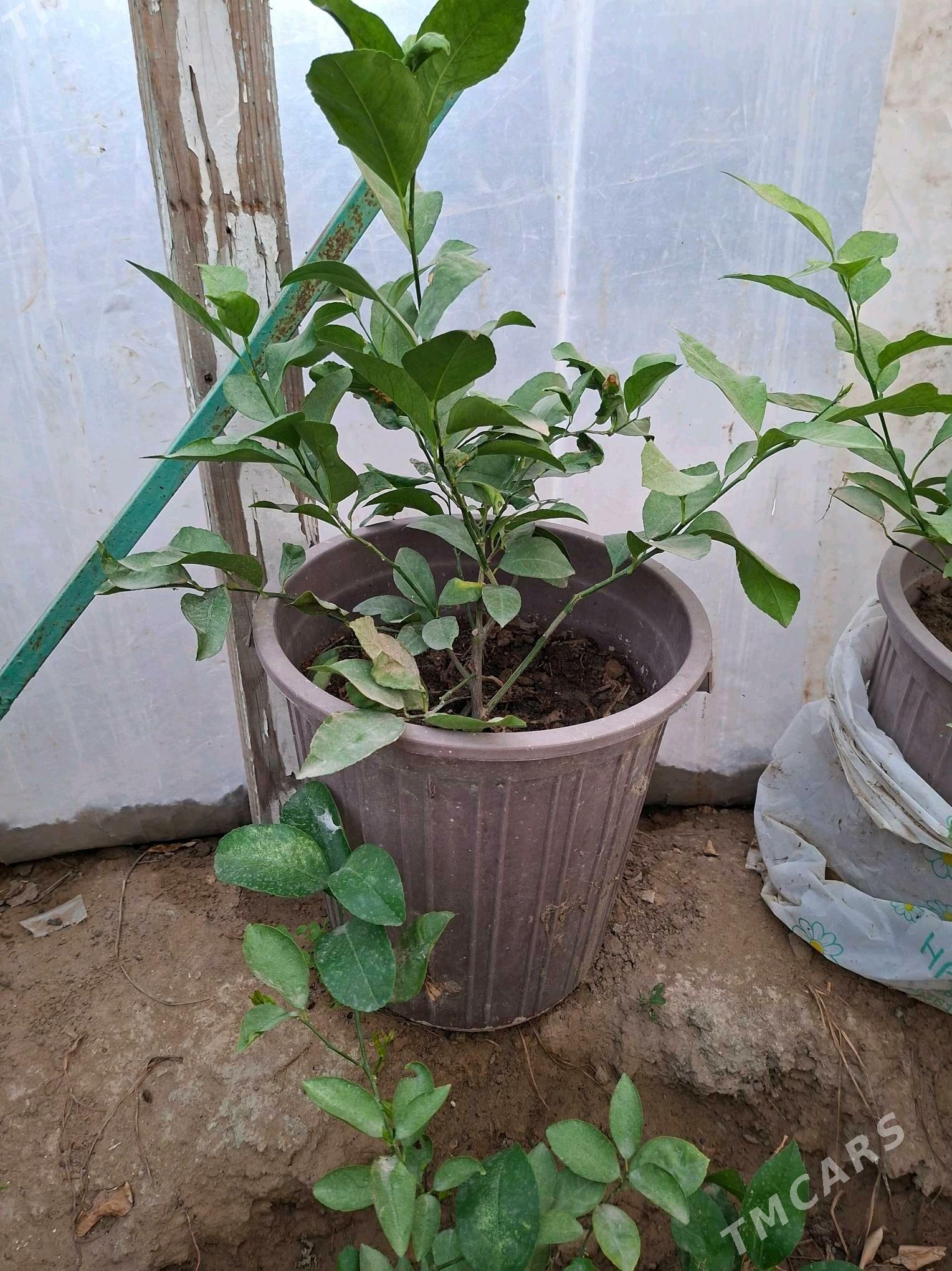 Limon sitil - Gökdepe - img 3