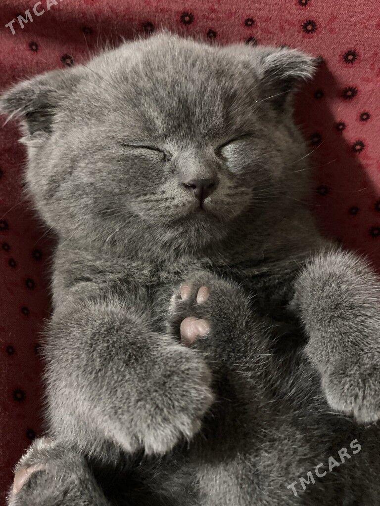 шатланский пишик pisik - Дашогуз - img 4