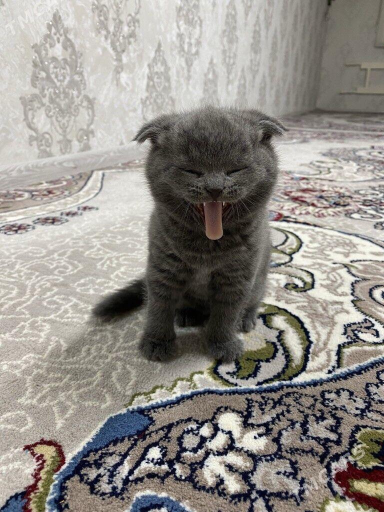 шатланский пишик pisik - Дашогуз - img 2