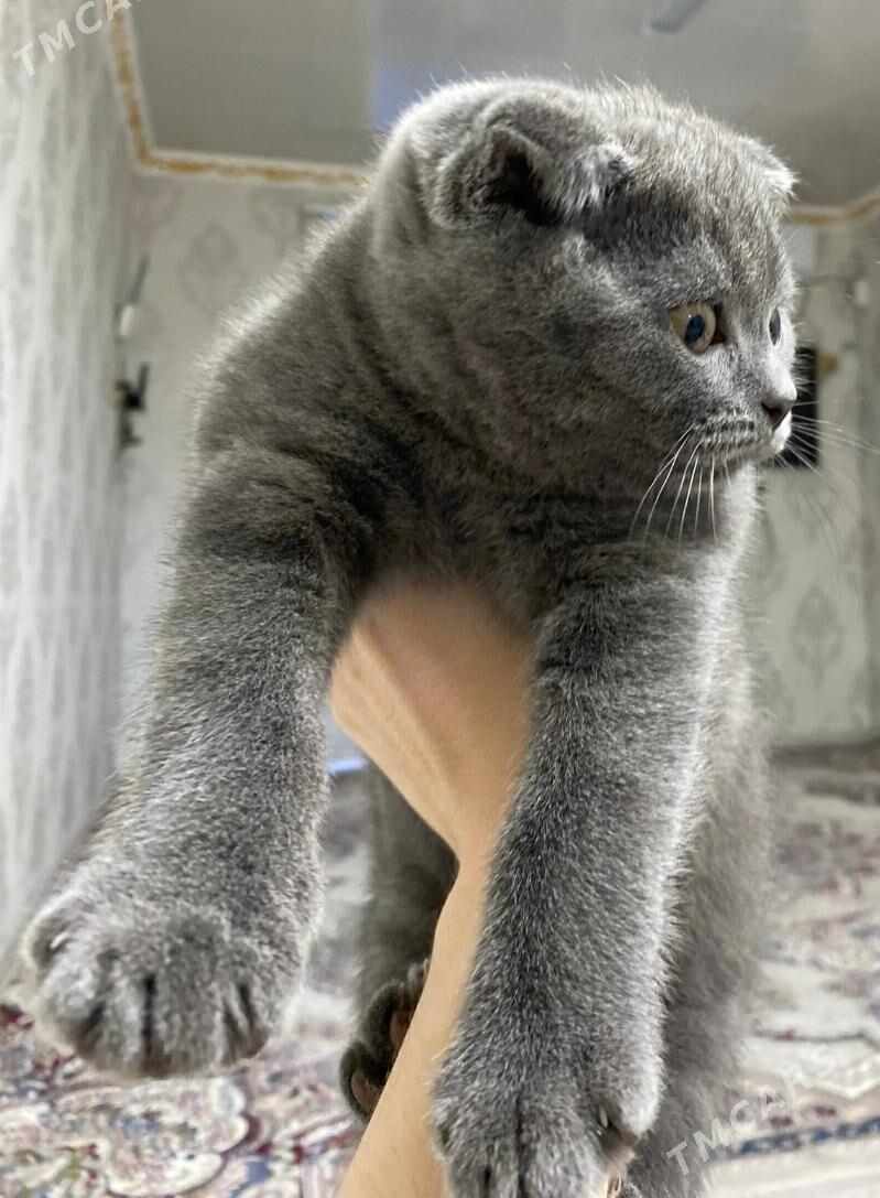 шатланский пишик pisik - Дашогуз - img 3