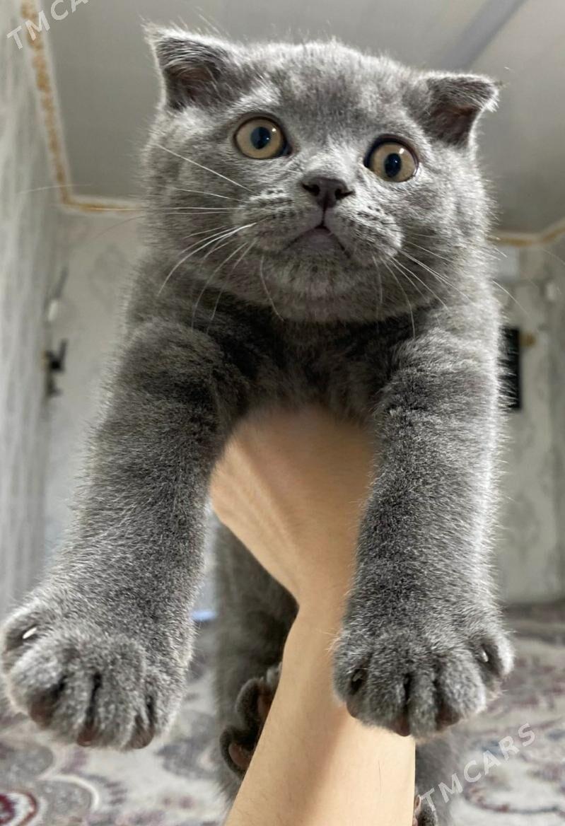 шатланский пишик pisik - Дашогуз - img 1