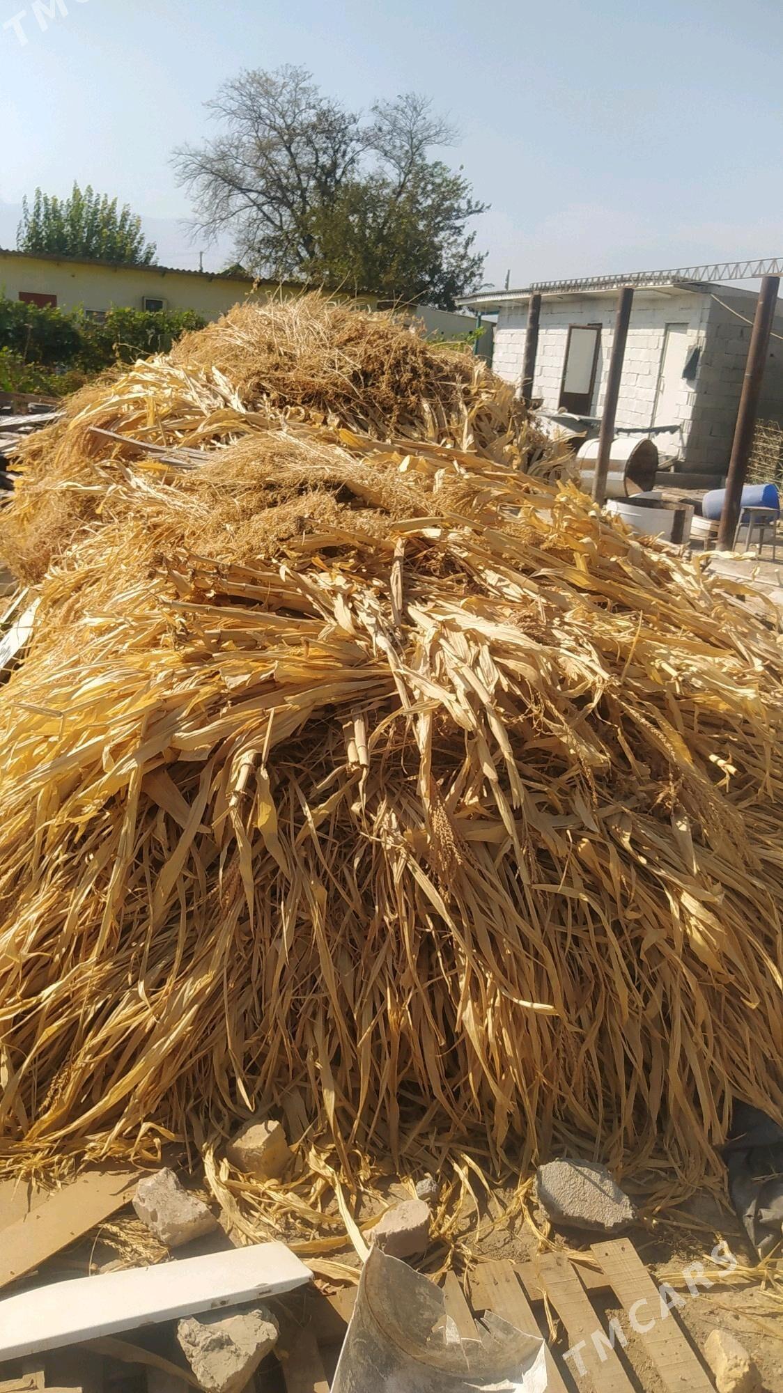arassa mege yorunja - Gurtly - img 2