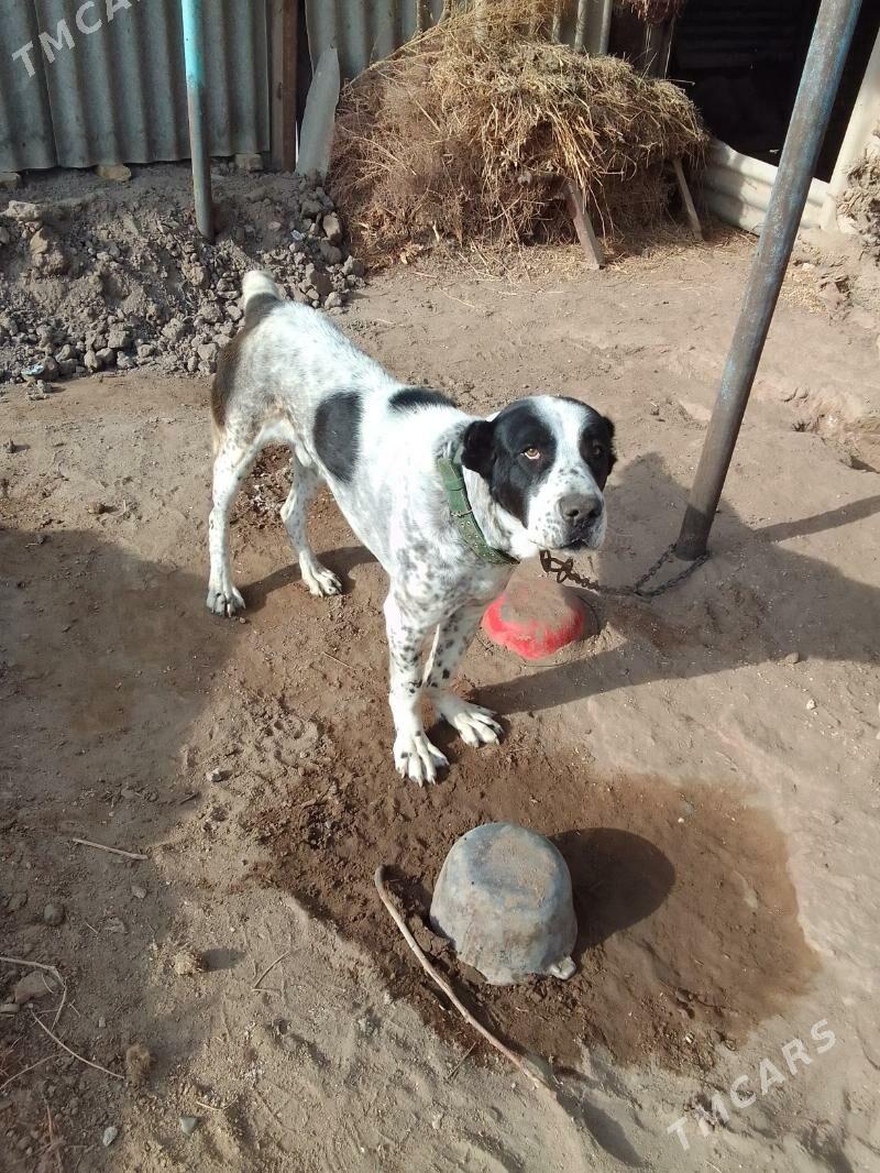 Туркмен алабай - Дянев - img 3