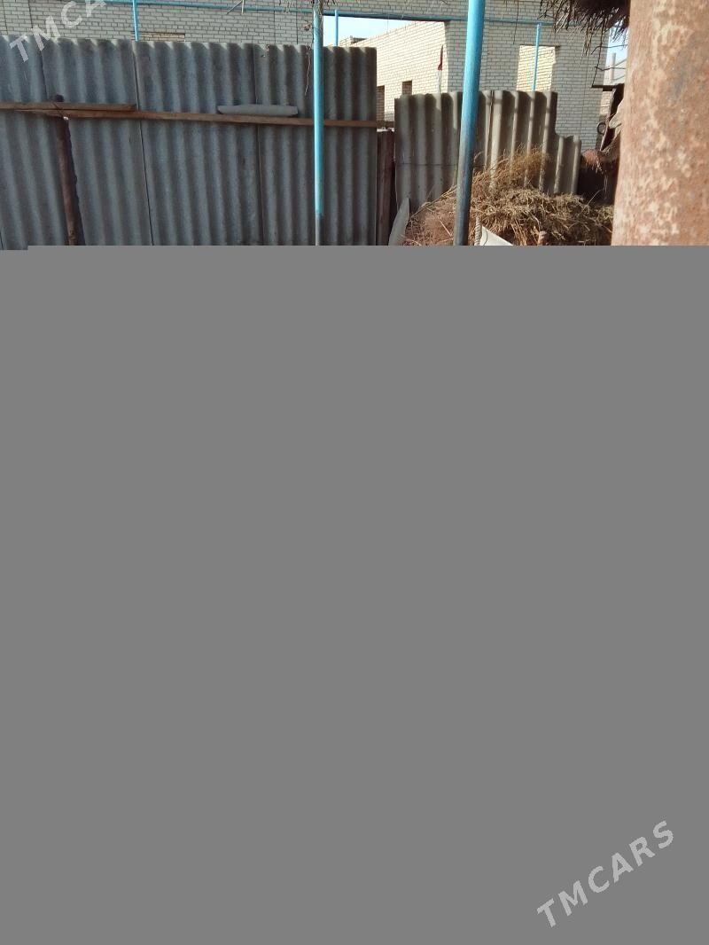 Туркмен алабай - Дянев - img 2