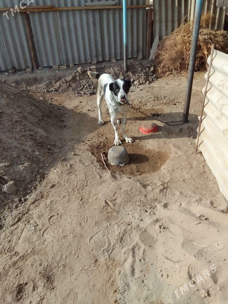 Туркмен алабай - Дянев - img 1