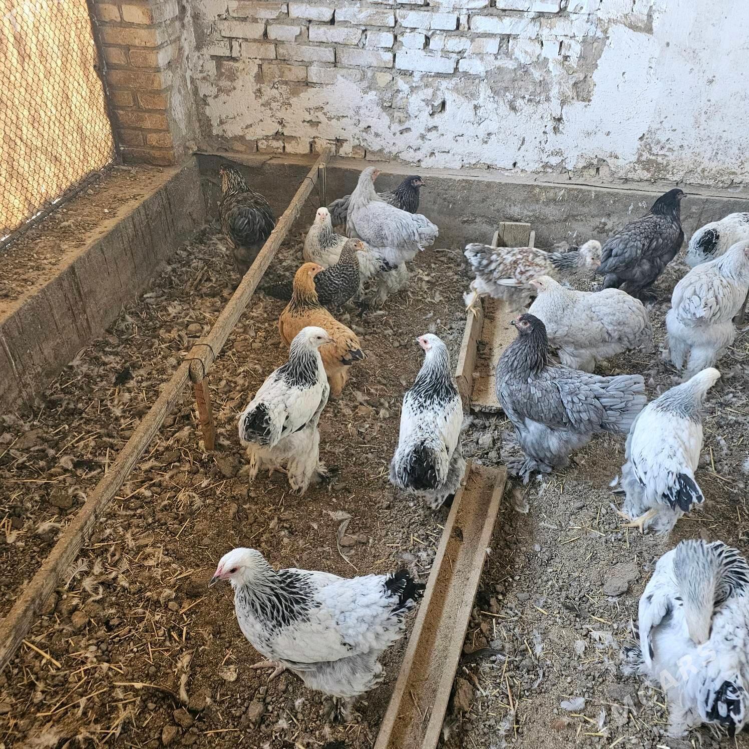 bramalar - Türkmenabat - img 1