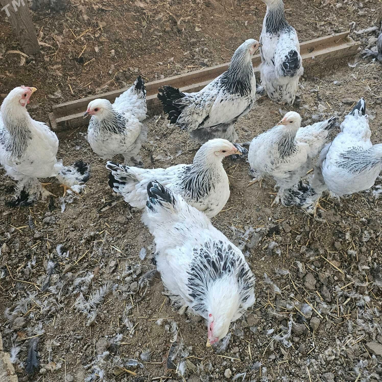 bramalar - Türkmenabat - img 2