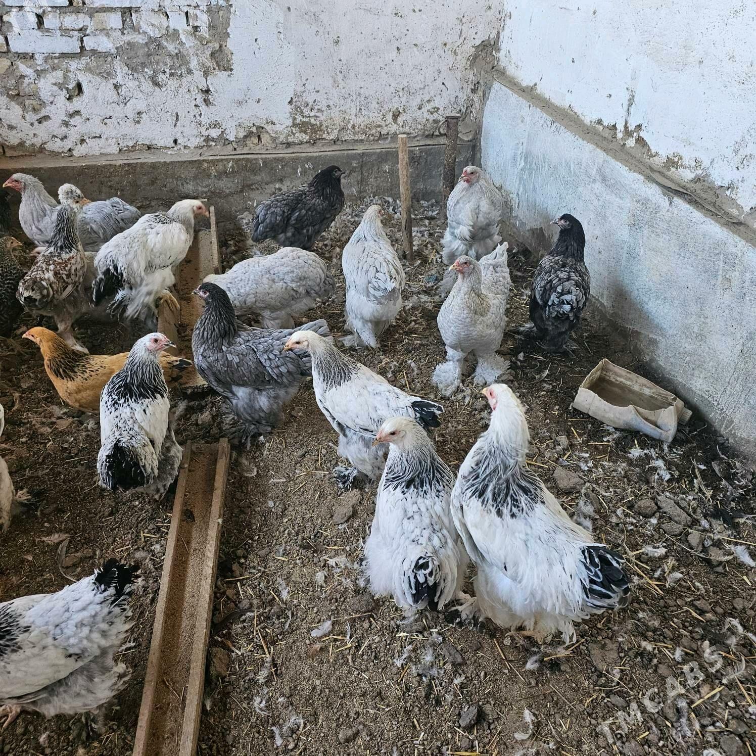 bramalar - Türkmenabat - img 3