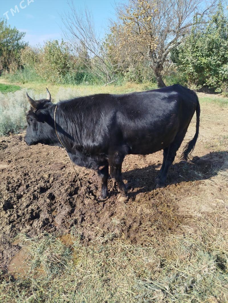 indisgi okuz - Фарап - img 2