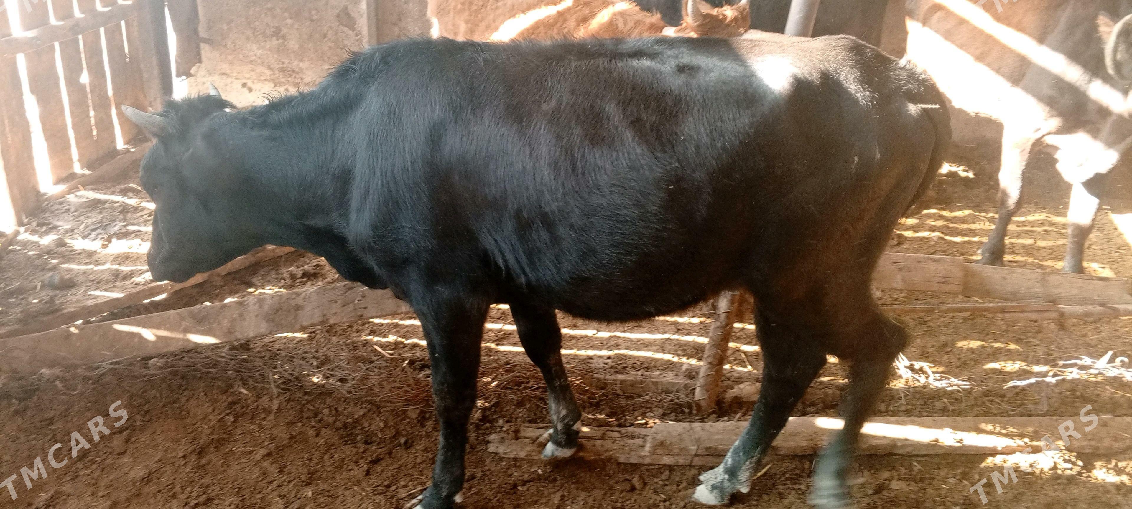 Туве - Ак-Бугдайский этрап - img 2