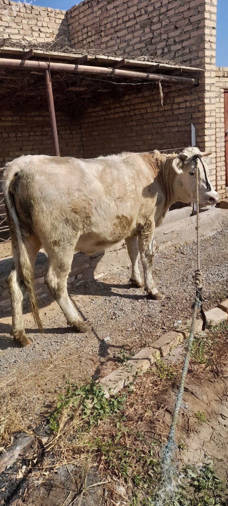 Satlyk  honajyn - Чарджоу - img 2