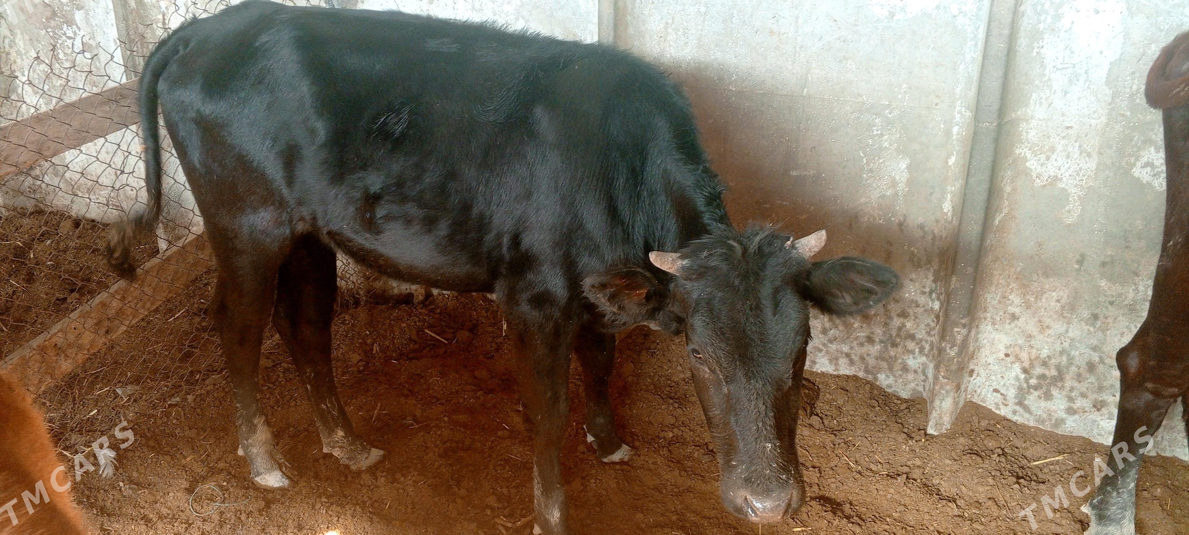 Туве - Ак-Бугдайский этрап - img 3