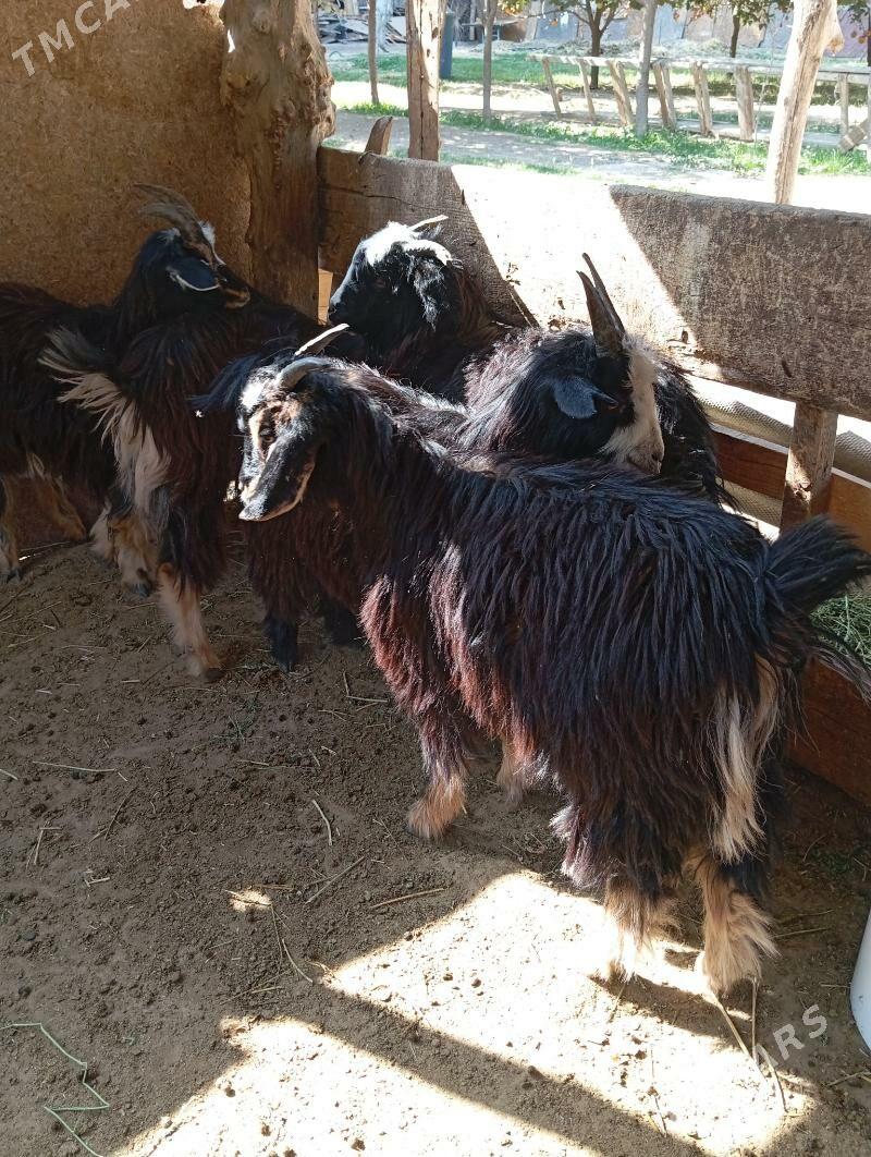 Cewis - Gypjak - img 1