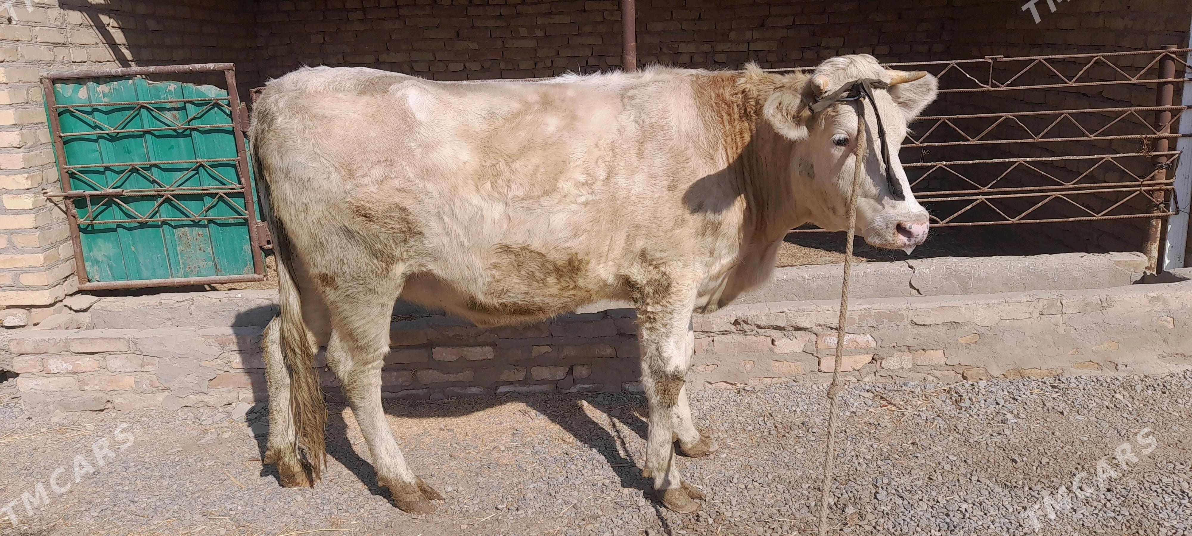 Satlyk  honajyn - Чарджоу - img 3