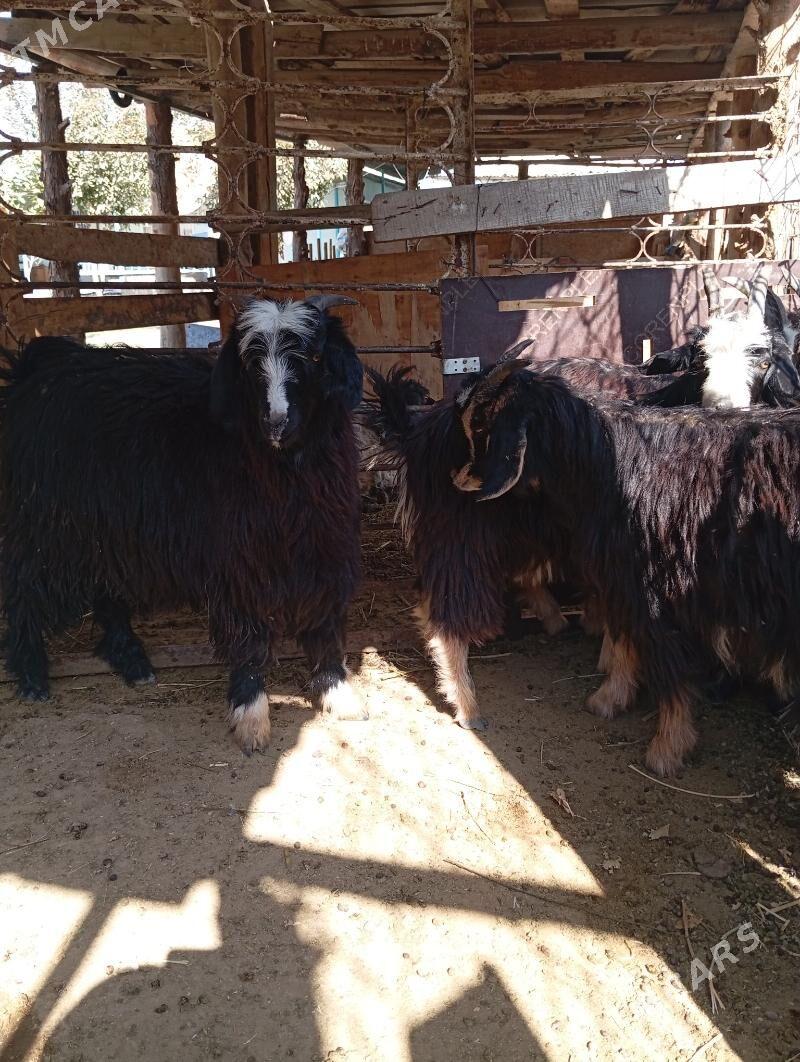 Cewis - Gypjak - img 2