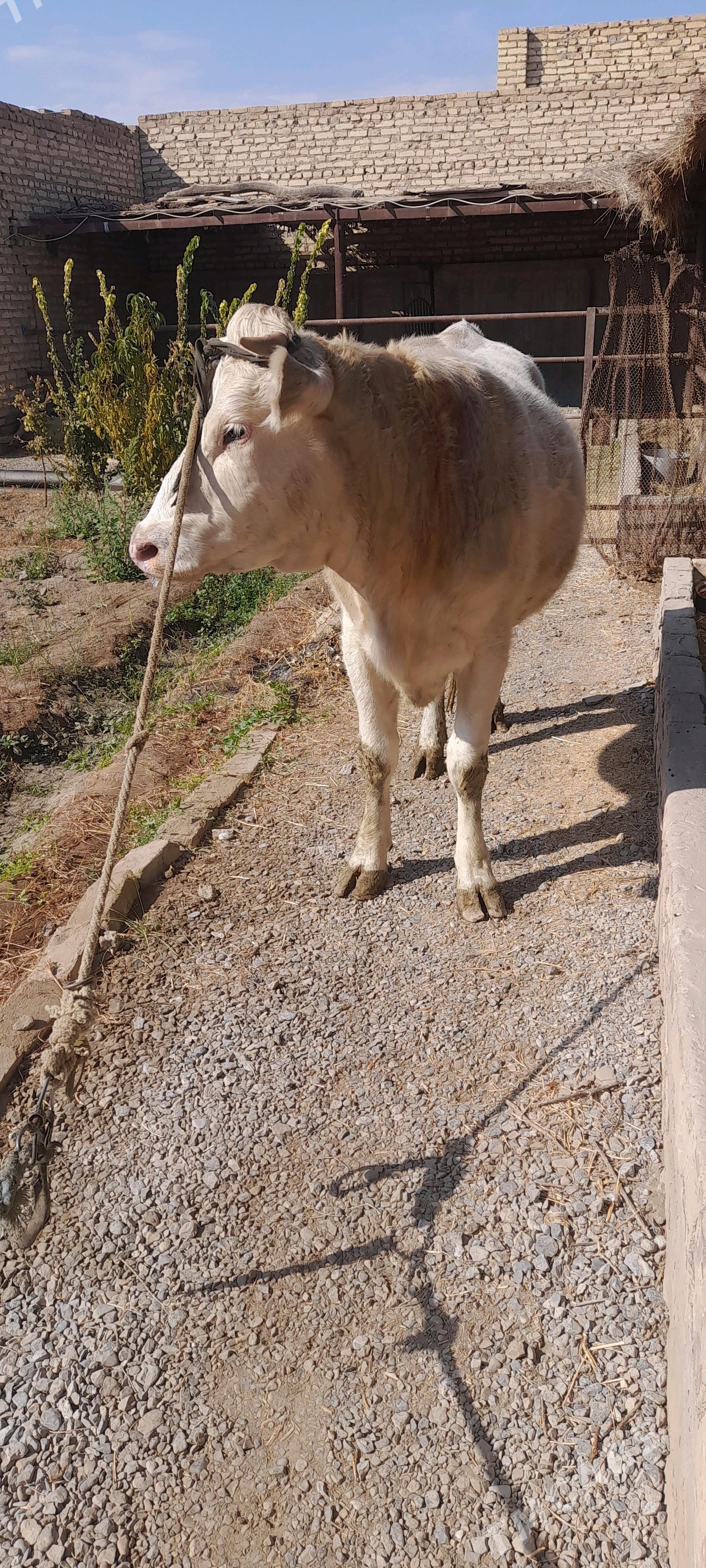 Satlyk  honajyn - Чарджоу - img 4