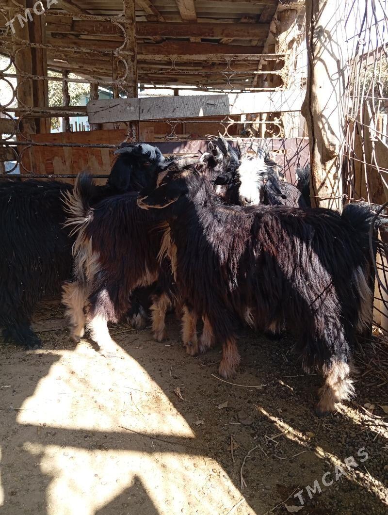 Cewis - Gypjak - img 3