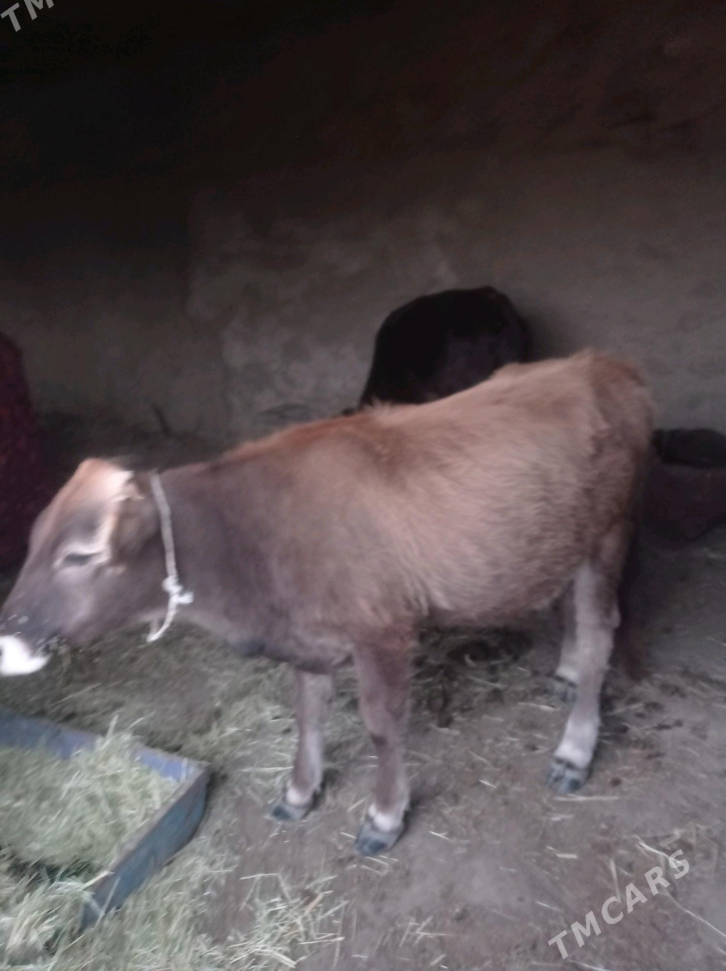 tuwe - Bäherden - img 1