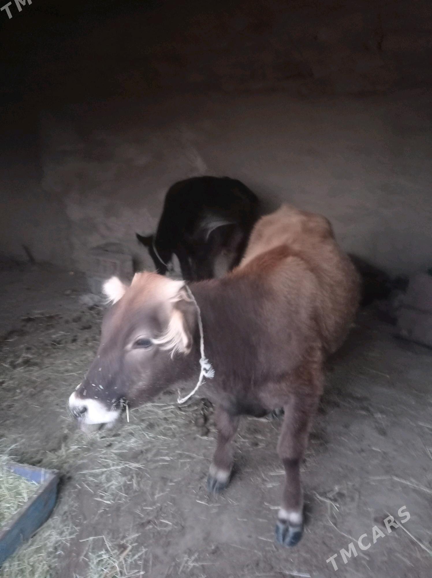 tuwe - Bäherden - img 2