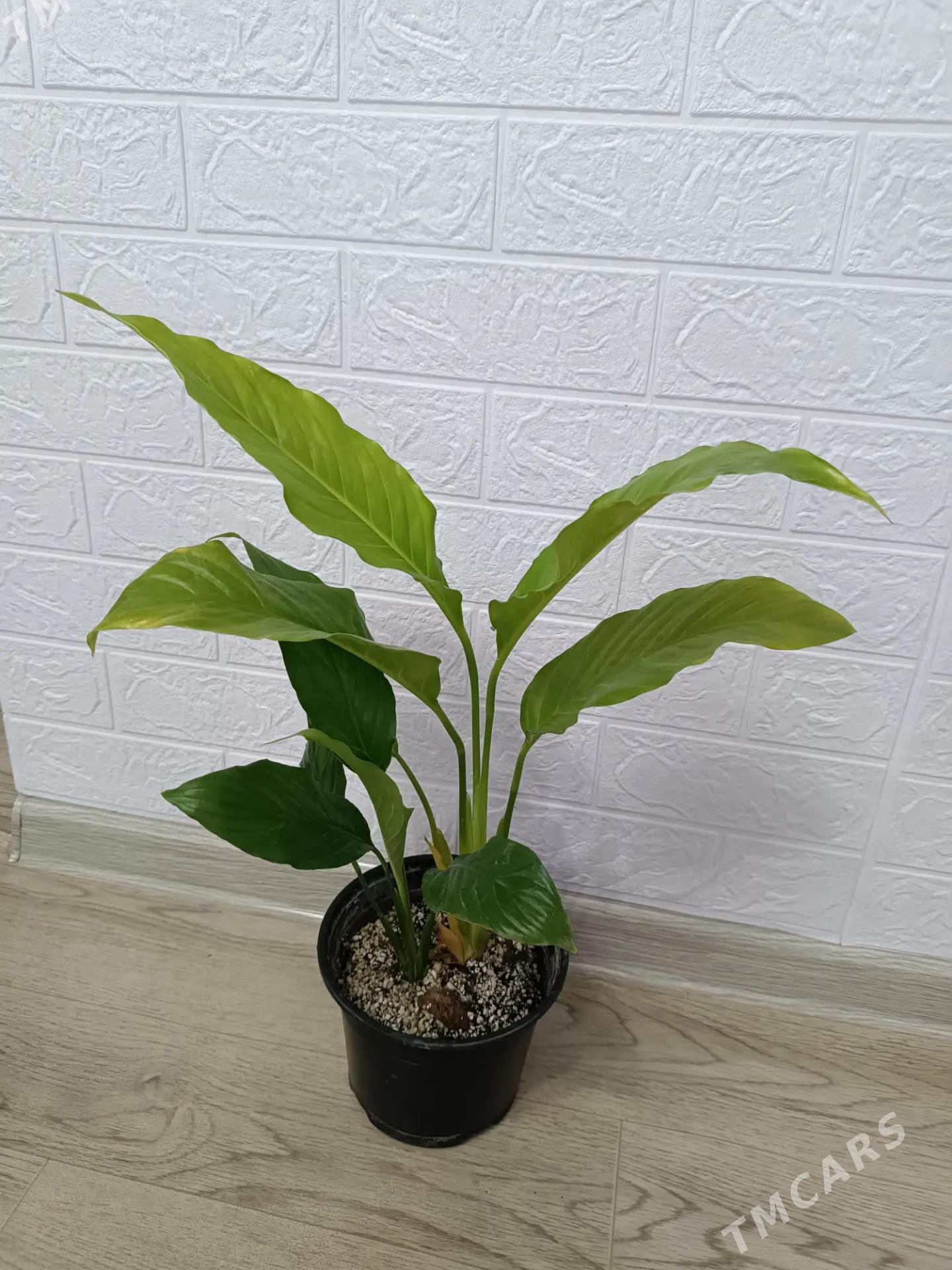 ЖЕНСКОЕ СЧАСТЬЕ - Ашхабад - img 1