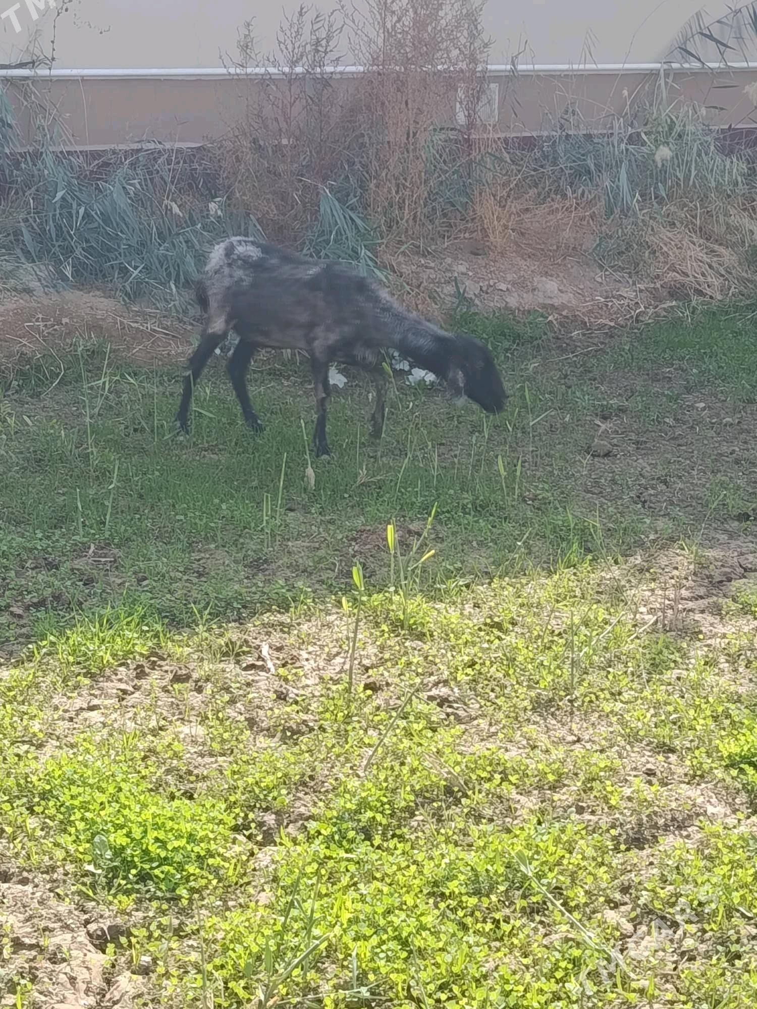 goyun - Wekilbazar - img 3