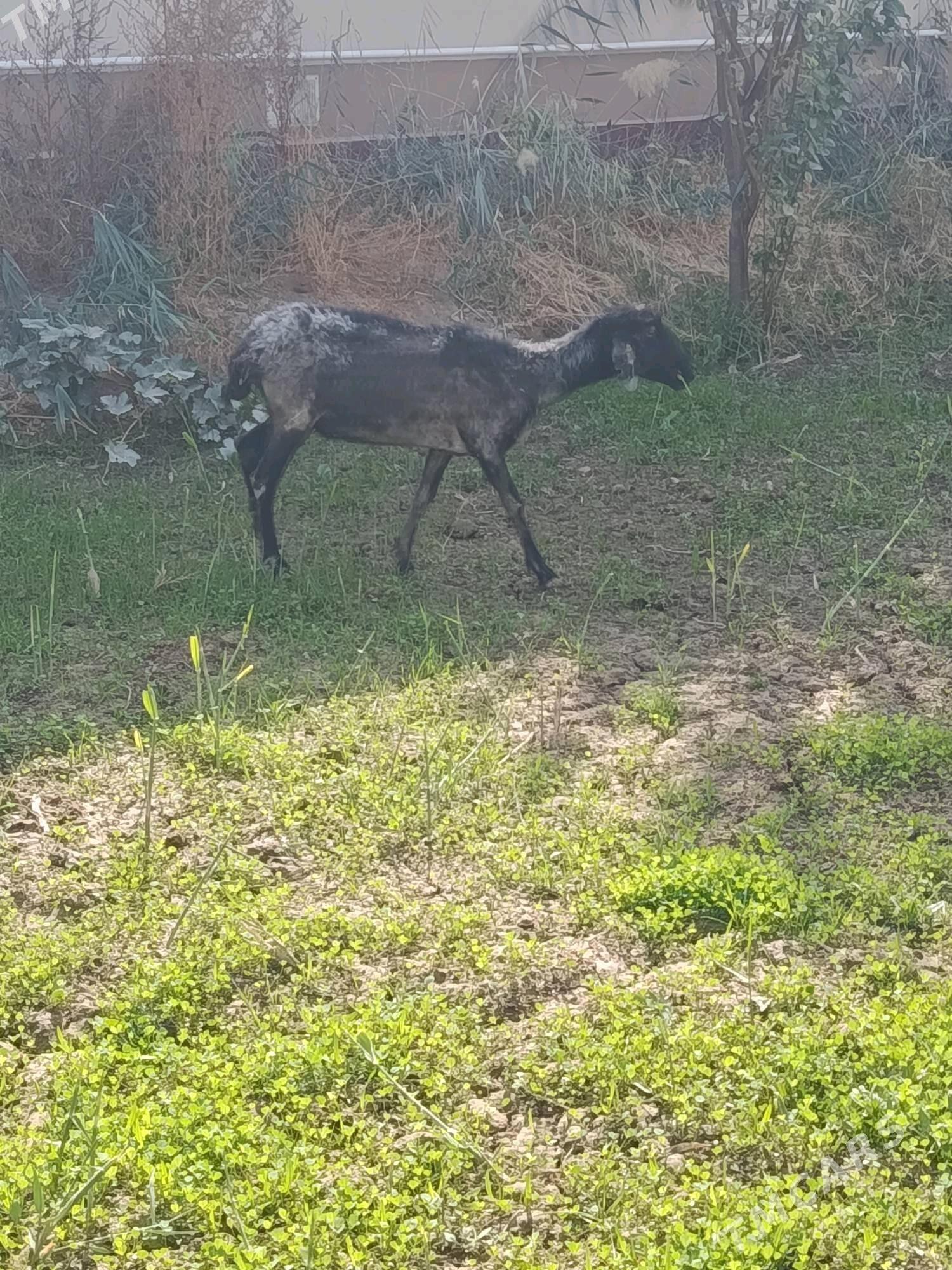 goyun - Wekilbazar - img 2